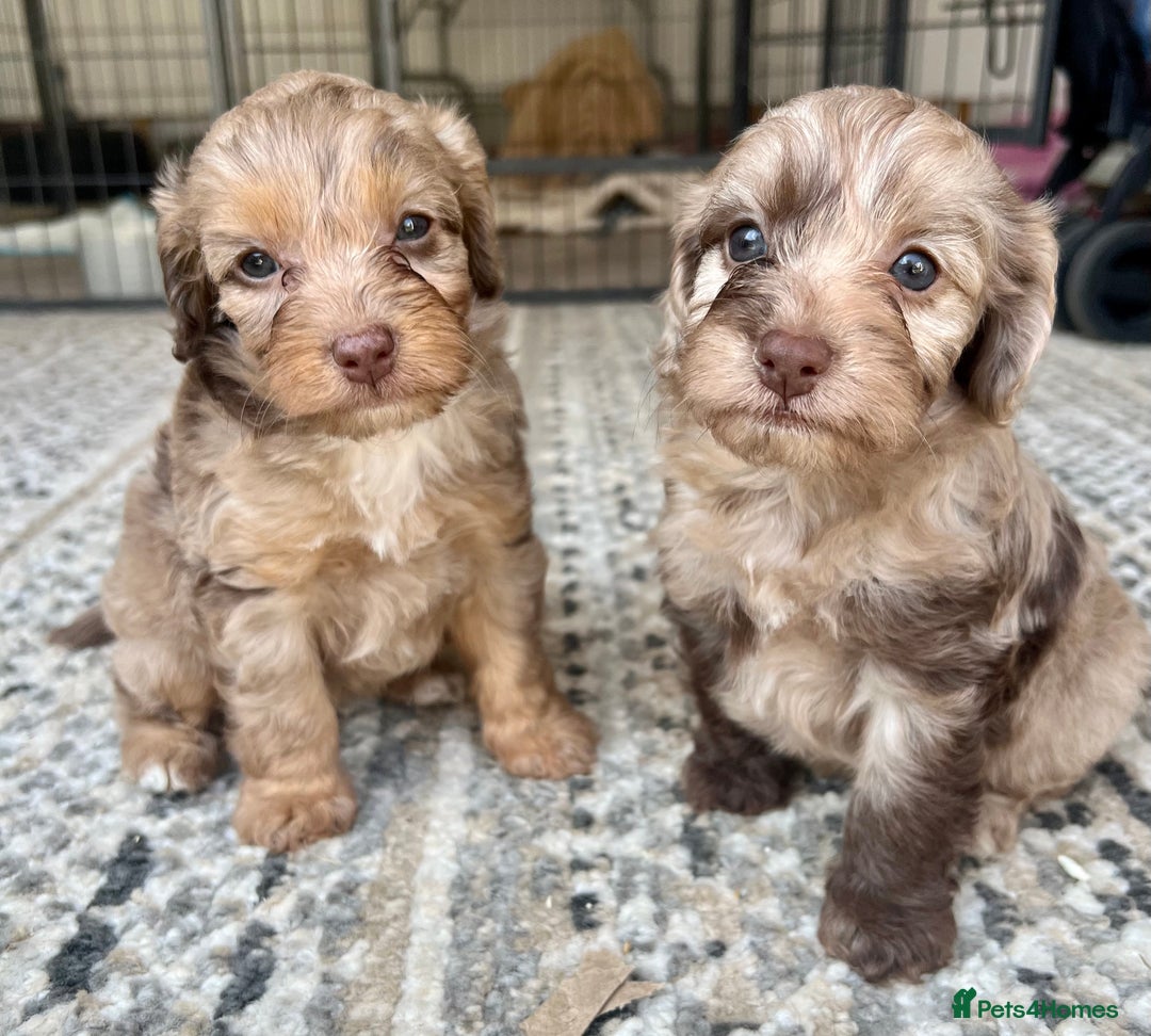Cockapoo dogs for sale: ** READY NOW DNA health tested Cockapoos  ** - Image 1