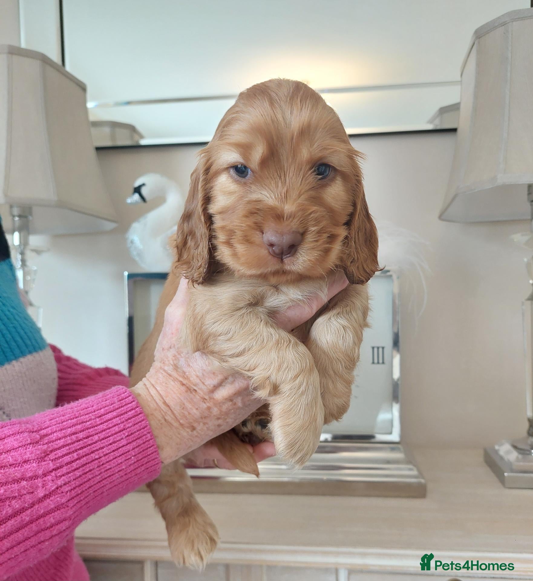 Cocker Spaniel dogs BEAUTIFUL KC REG SHOW TYPE COCKER SPANIEL PUPPIES - Advert 1
