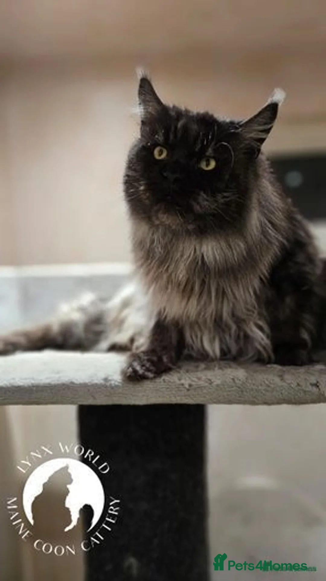 Maine Coon cats for stud: Black Smoke Proven Stud - Advert 2