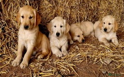 Golden Retriever dogs for sale: Beautiful Golden & Cream Retrievers ready nowy  - Image 5