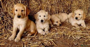 Golden Retriever dogs - Advert 15