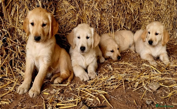 Golden Retriever dogs - Advert 8