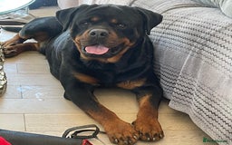 Rottweiler dogs for sale: Rottyx - Image 8
