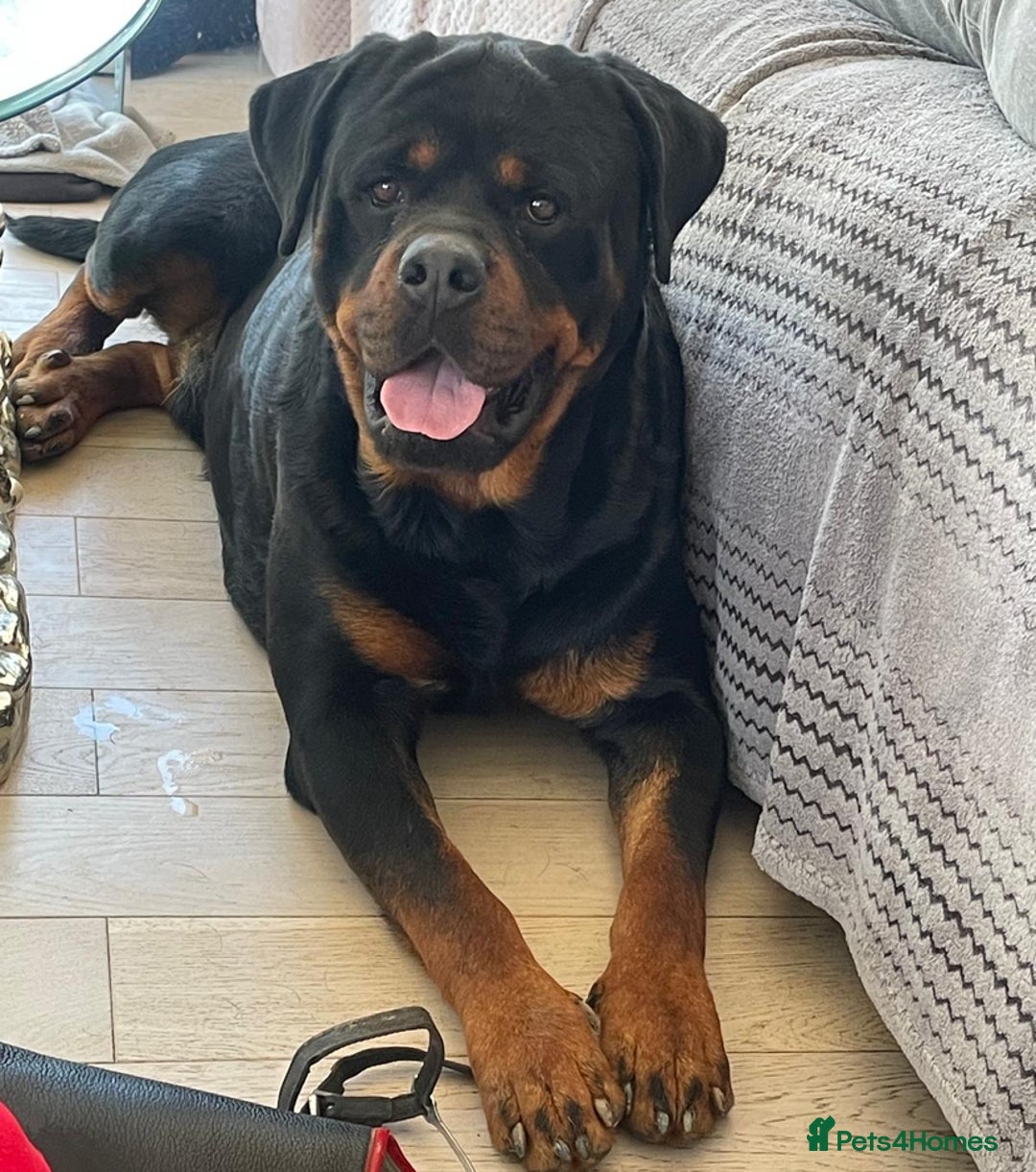 Rottweiler dogs for sale: Rottyx - Image 8