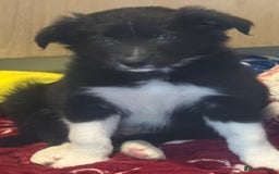 Border Collie dogs for sale: Beautiful border collie pup  - Image 2