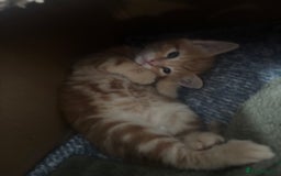 Mixed Breed cats for sale: 4 gorgeous kittens - Image 15