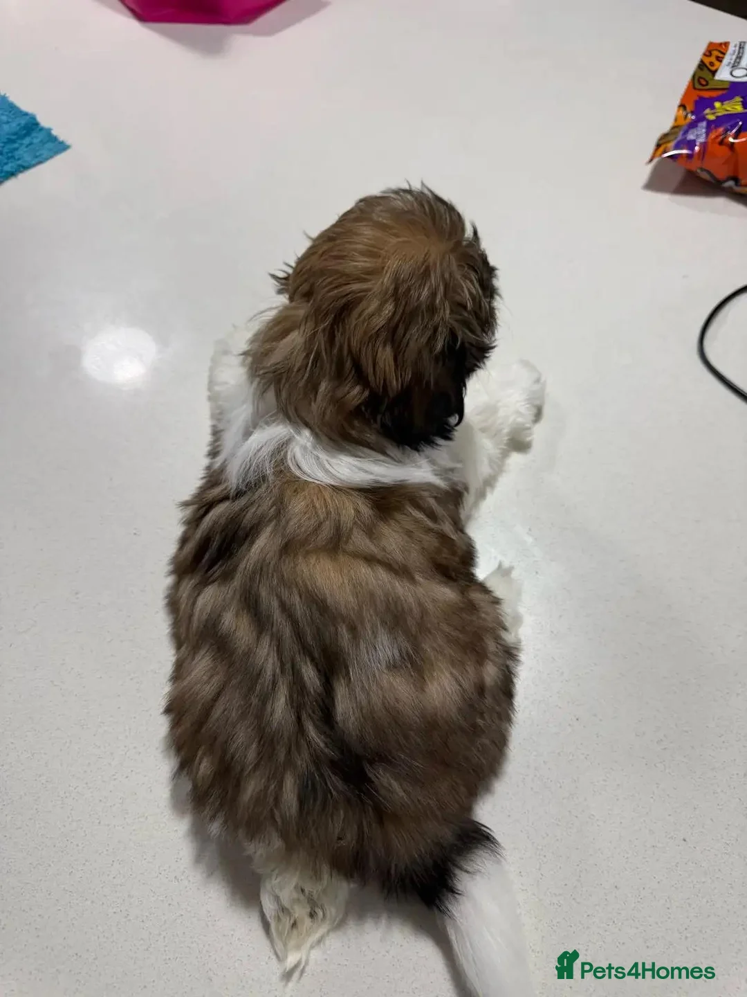 Shih Tzu dogs for sale: Smallest shih tzu - Advert 8