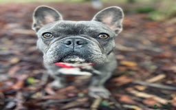 French Bulldog dogs for sale: Loving French Bulldog Looking for a New Home - Image 4
