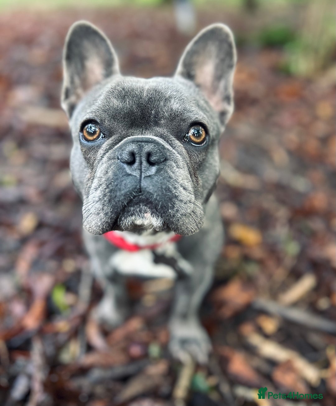 French Bulldog dogs for sale: Loving French Bulldog Looking for a New Home - Image 4