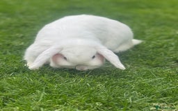Mini Lop rabbits for sale: 2 x Female Mini Lops  - Image 3