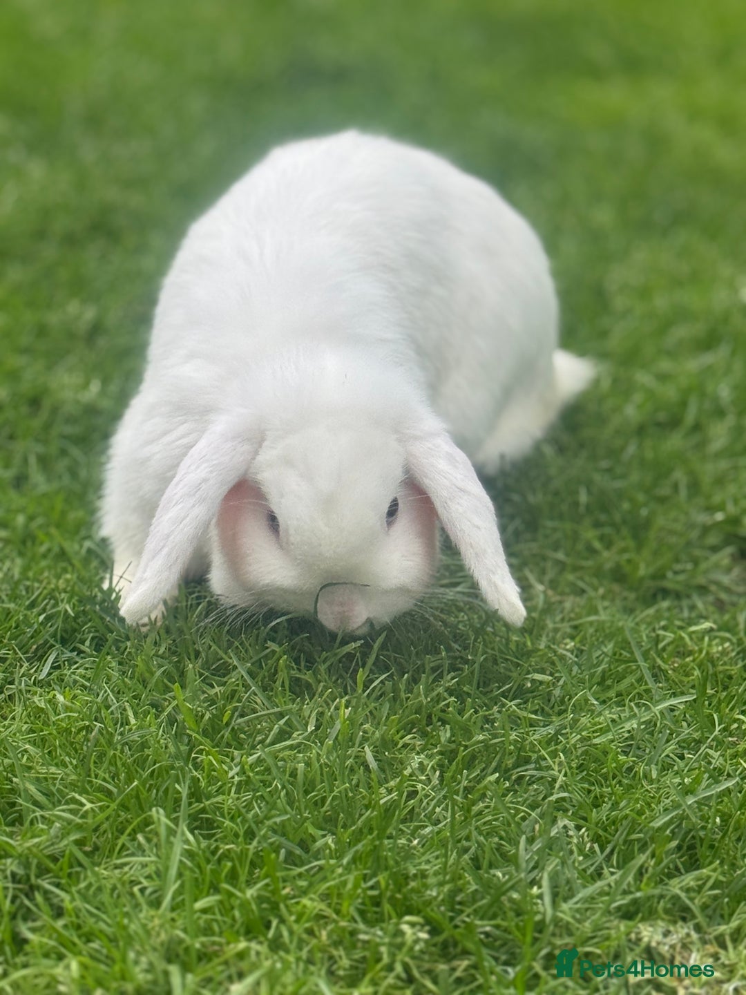 Mini Lop rabbits for sale: 2 x Female Mini Lops  - Image 3