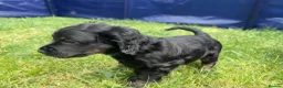 Cockapoo dogs for sale: Cockapoo puppies thoroughly health tested - Advert 4