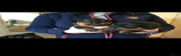 Rottweiler dogs for stud: *CHAMPION BLOODLINE*PROVEN STUD in Bradford - Advert 7