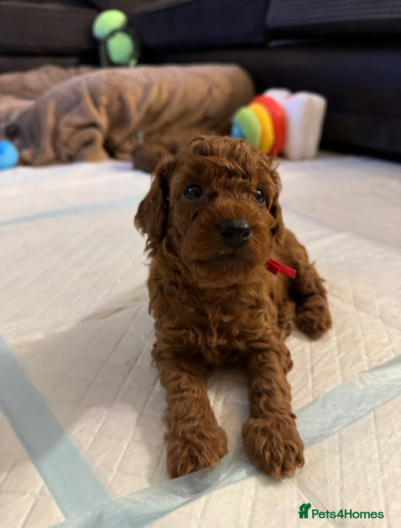 Toy Poodle dogs Boy available 🐶 Kennel Club Registered  - Advert 2