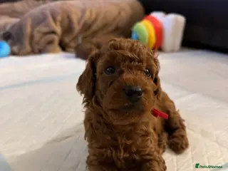 Toy Poodle dogs Boy available 🐶 Kennel Club Registered - Advert 2