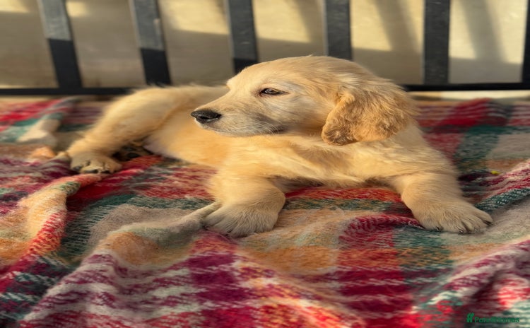 Golden Retriever dogs KC health checked outstanding temperaments  - Advert 3