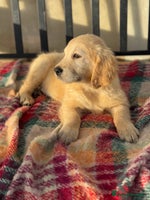 Golden Retriever dogs KC health checked outstanding temperaments - Advert 2