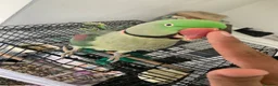 Parrots birds for sale: Tamed Alexandrine Parrot in Manchester - Advert 11