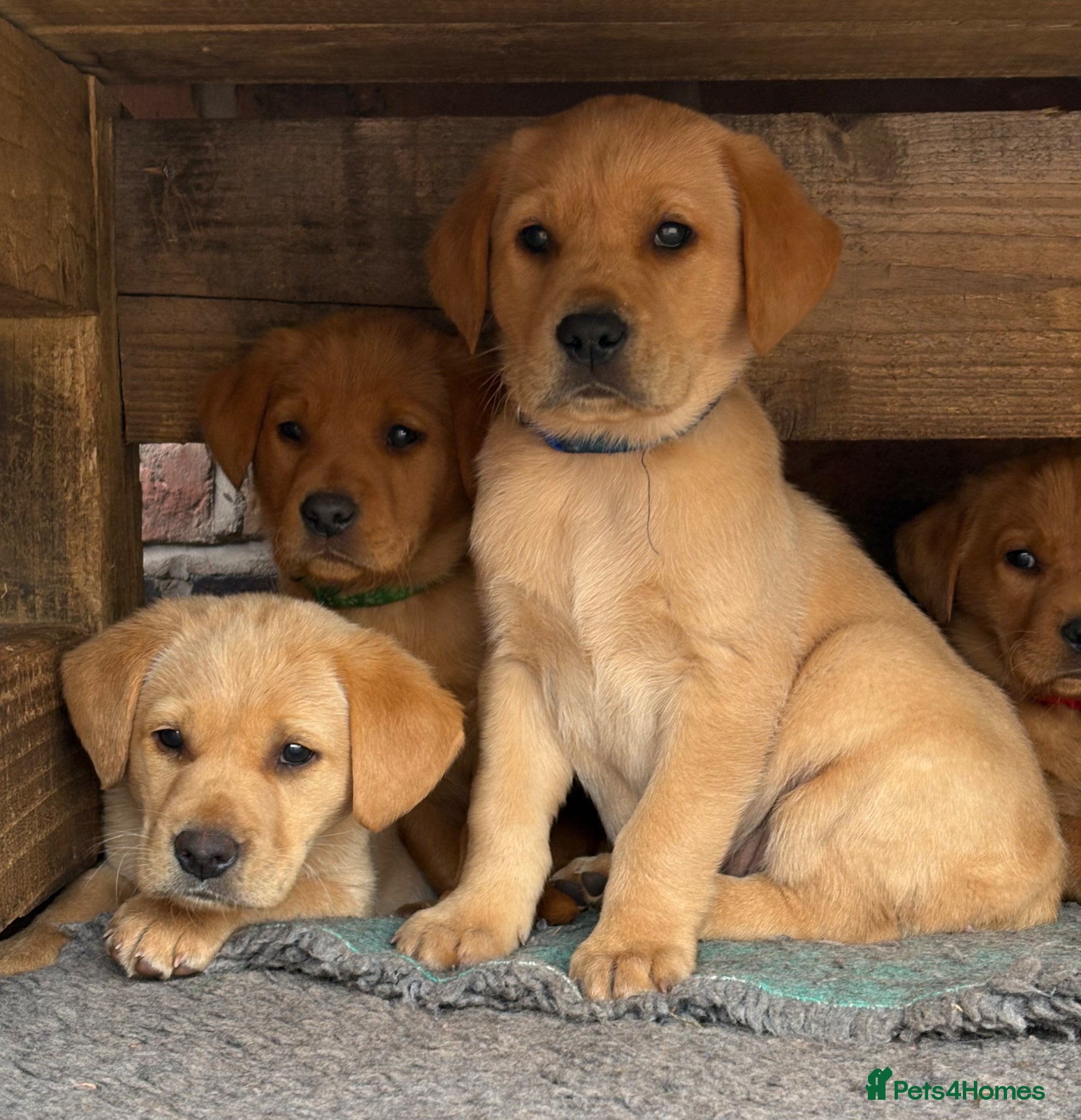Labrador Retriever dogs Gorgeous Black and Yellow KC Labs - Advert 1