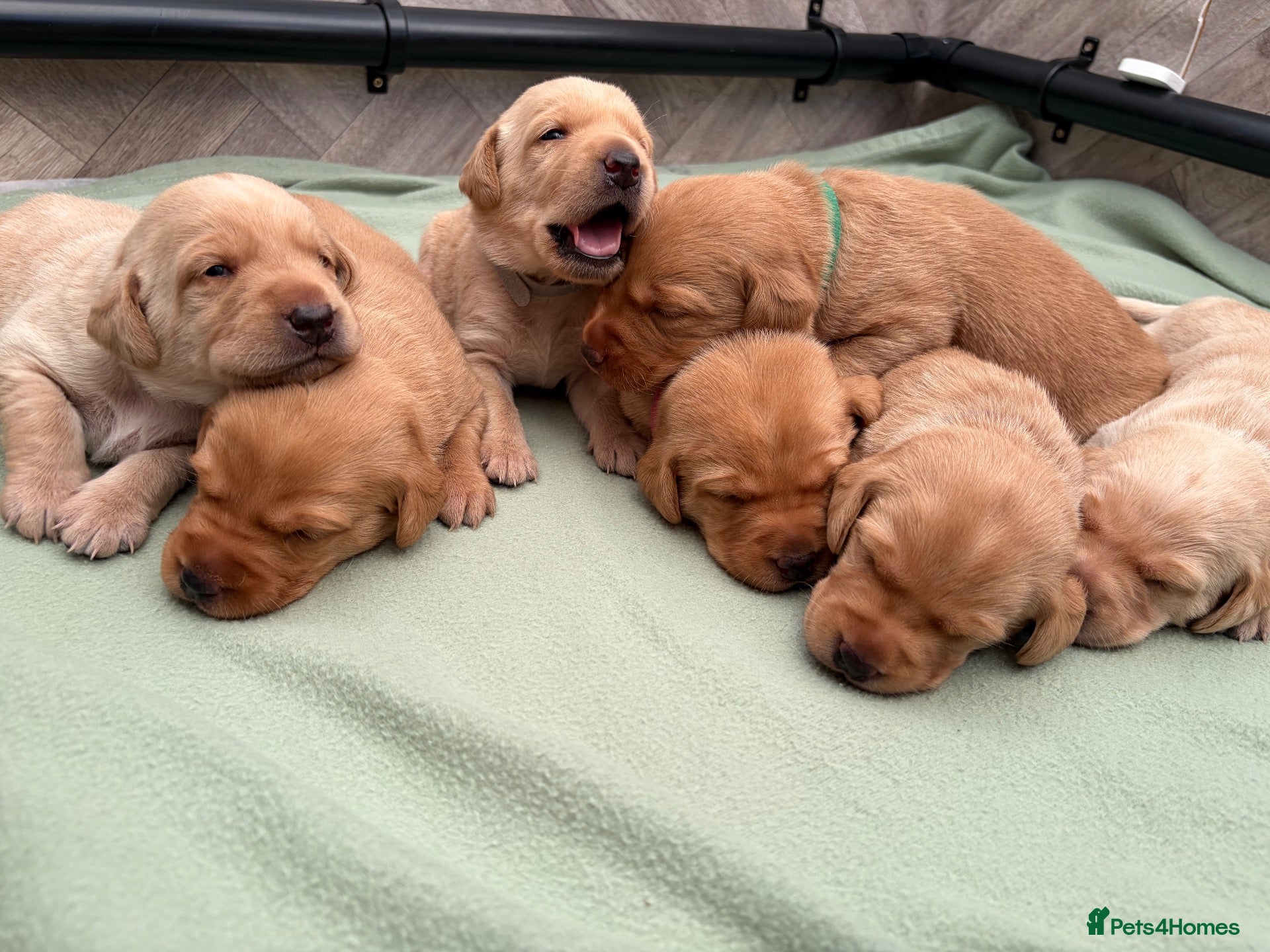 Labrador Retriever dogs for sale: 7 KC Reg Labrador champion bloodline Puppies - Advert 1