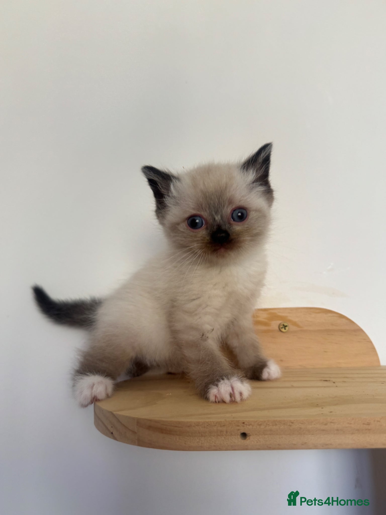 Mixed Breed cats Bsh x ragdoll kittens  - Advert 1