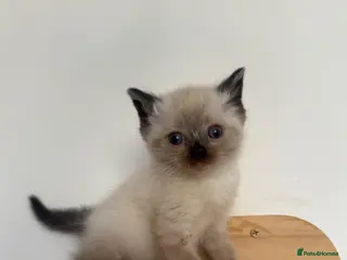 Mixed Breed cats Bsh x ragdoll kittens - Advert 1