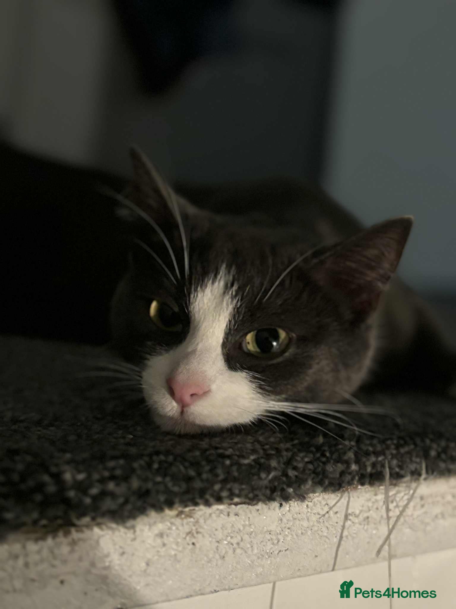 British Shorthair cats Dark grey and white cat - Advert 1