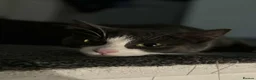 British Shorthair cats for sale: Dark grey and white cat in Romford - Advert 1