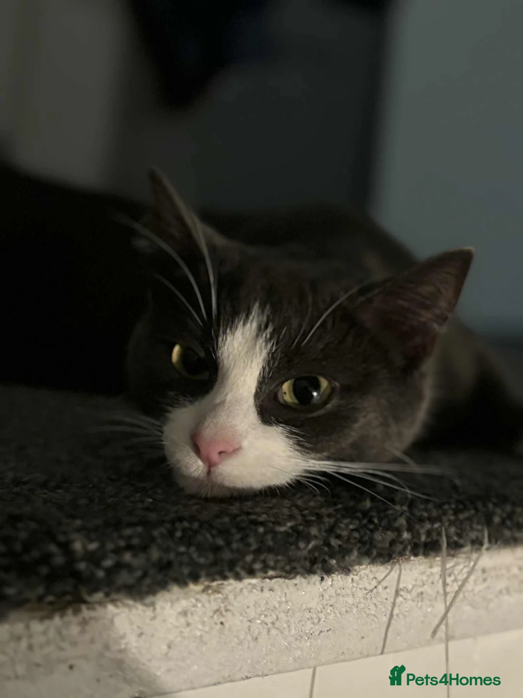 British Shorthair cats for sale: Dark grey and white cat in Romford - Advert 1