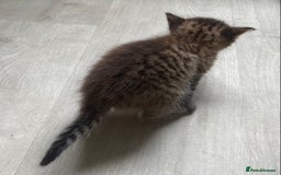 British Shorthair cats for sale: Kittens  - Image 20