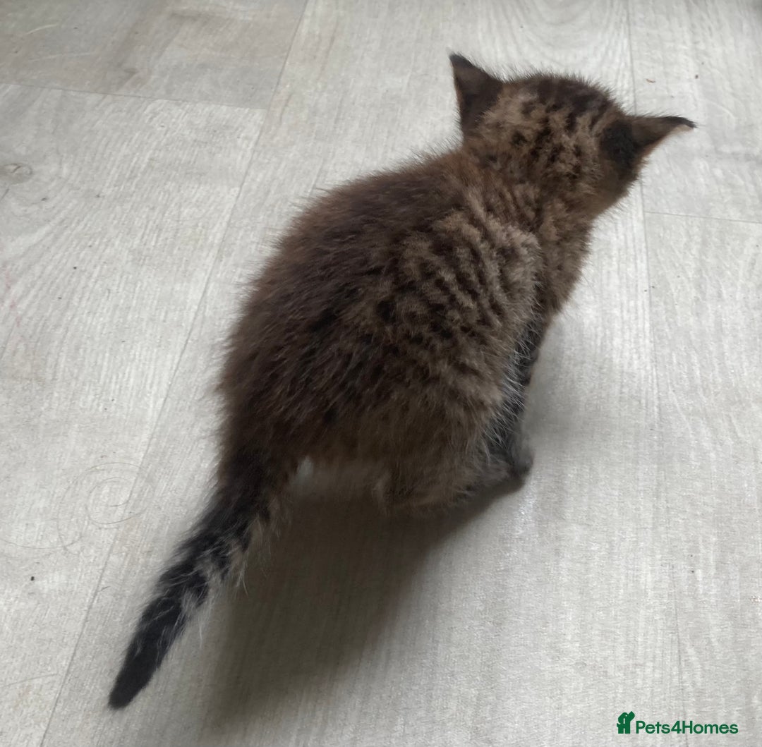 British Shorthair cats for sale: Kittens  - Image 20