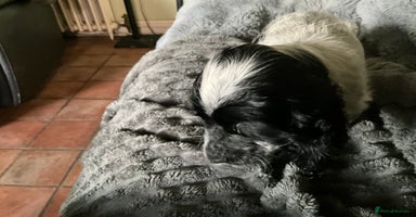 Cocker Spaniel dogs - Advert 15