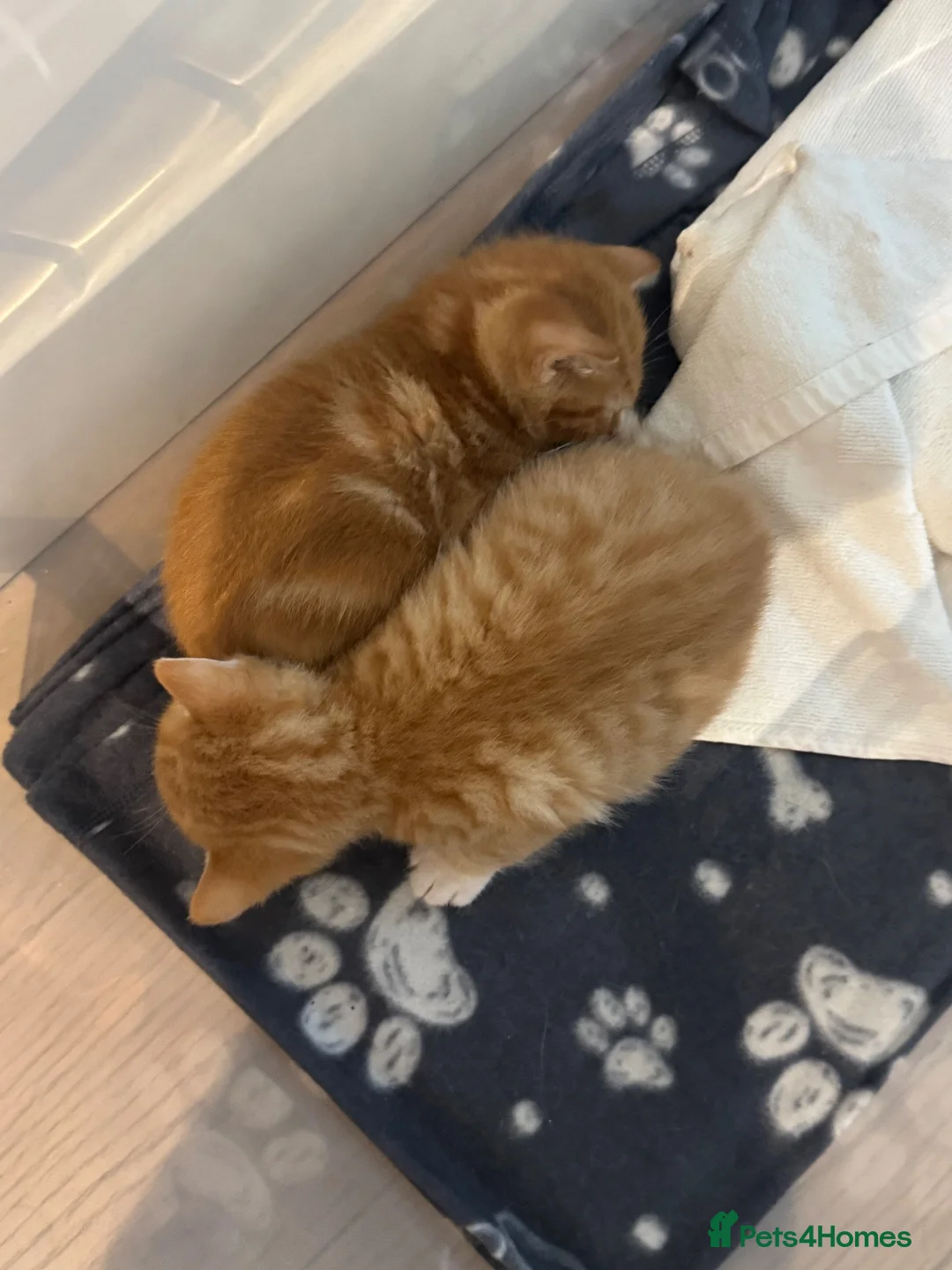 Mixed Breed cats for sale: Michka, mochka ,  in Brentford - Advert 3