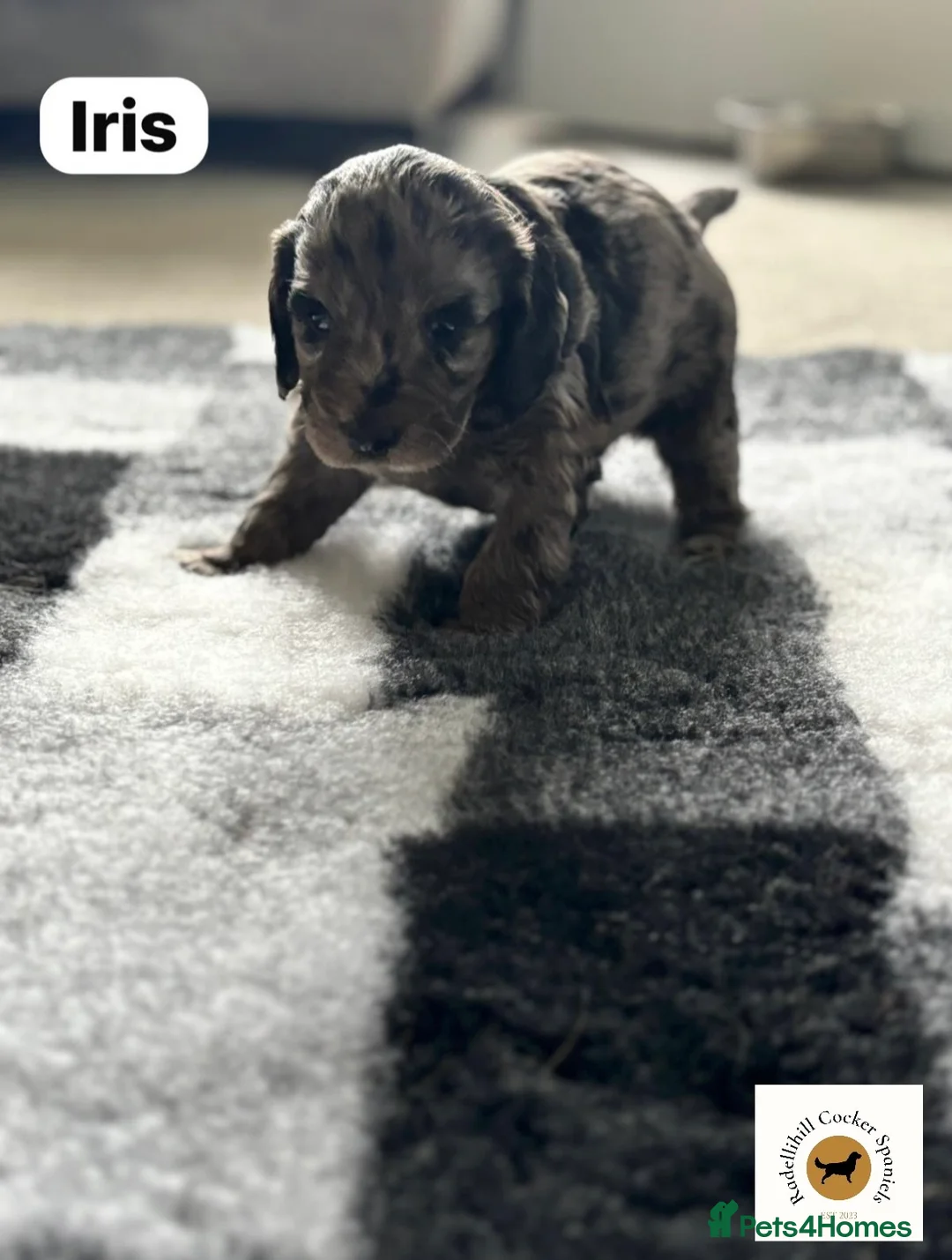 Cockapoo dogs for sale: Stunning F1 Cockapoos  - Advert 2
