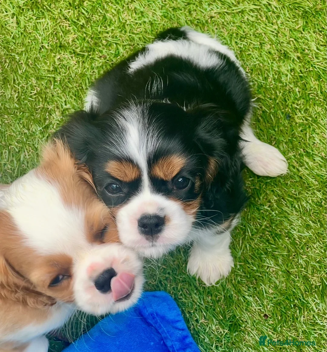 Cavalier King Charles Spaniel dogs for sale: Kc Reg, fully health tested CKCS licensed breeder - Advert 2