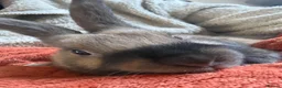 Dutch rabbits for sale: Poppy🤍 - Advert 2