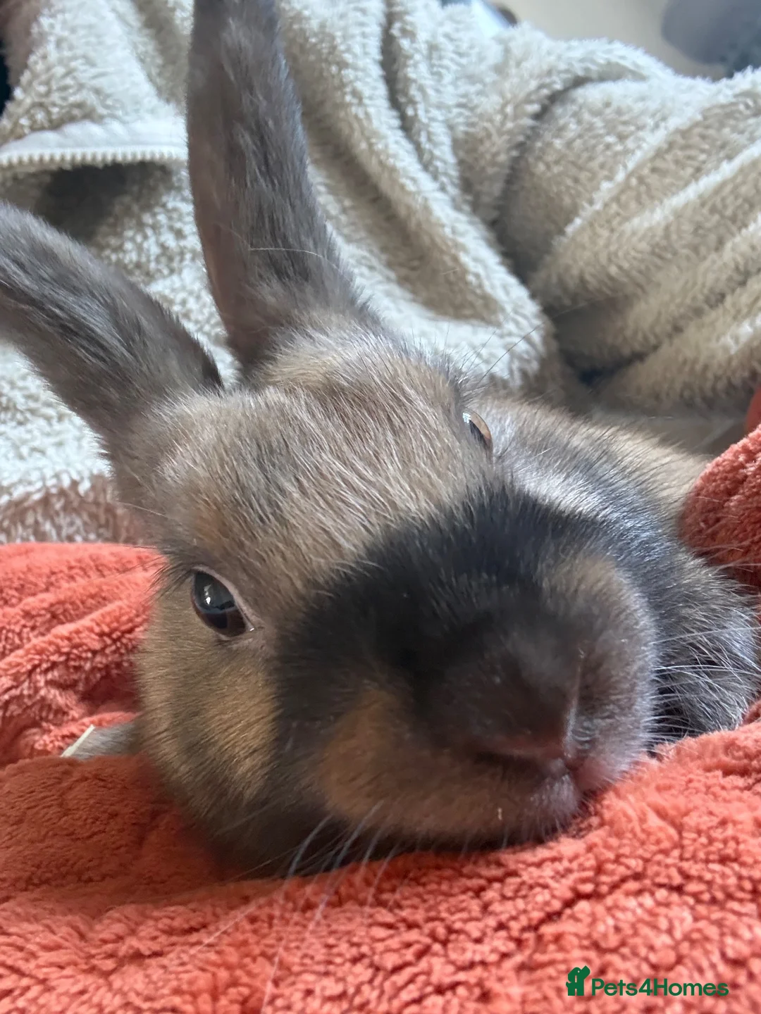 Dutch rabbits for sale: Poppy🤍 - Advert 2