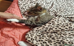 Mixed Breed cats for adoption: TOM a friendly & proud boy who needs a Loving Home - Advert 35