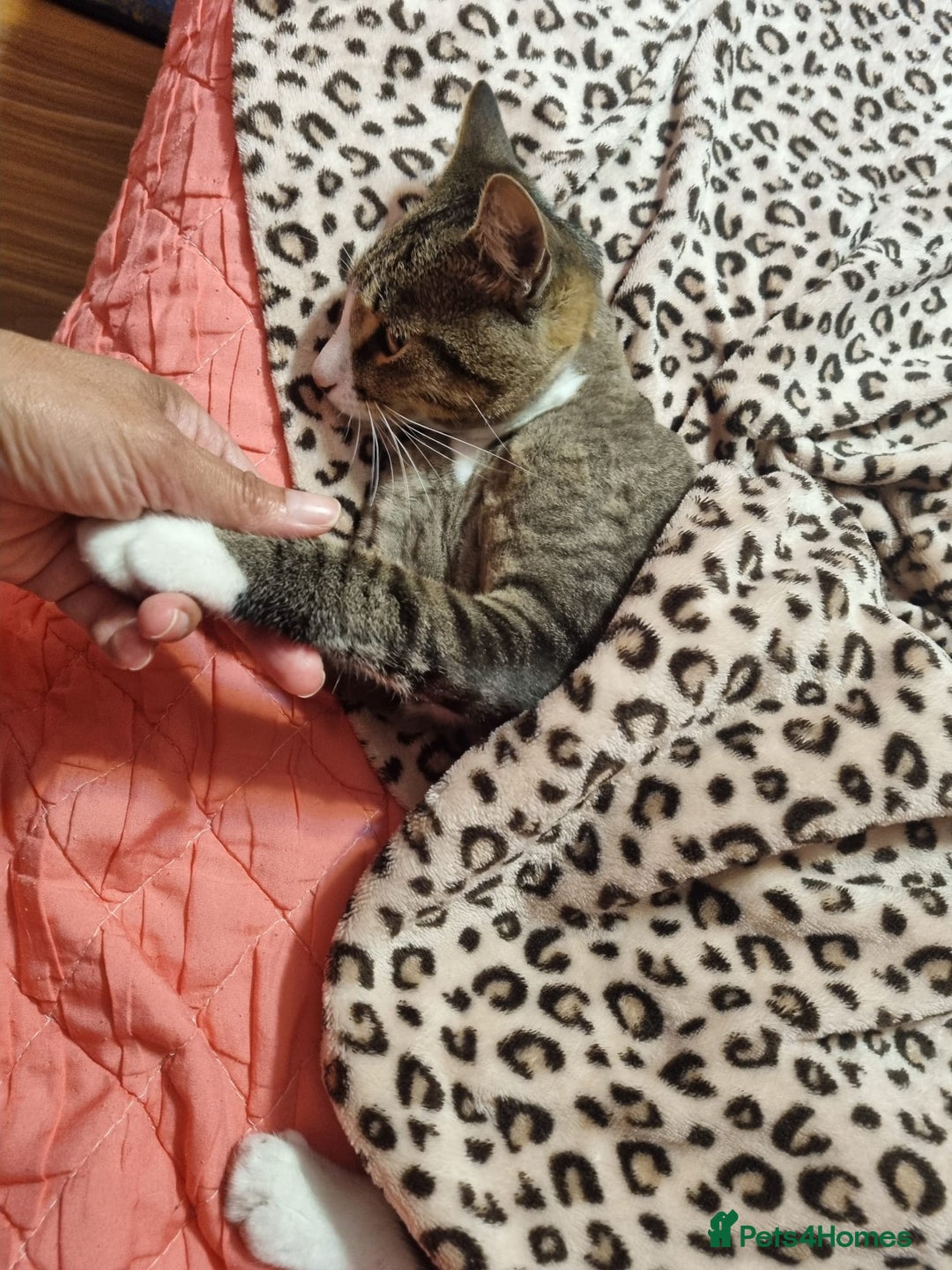 Mixed Breed cats for adoption: TOM a friendly & proud boy who needs a Loving Home - Advert 35