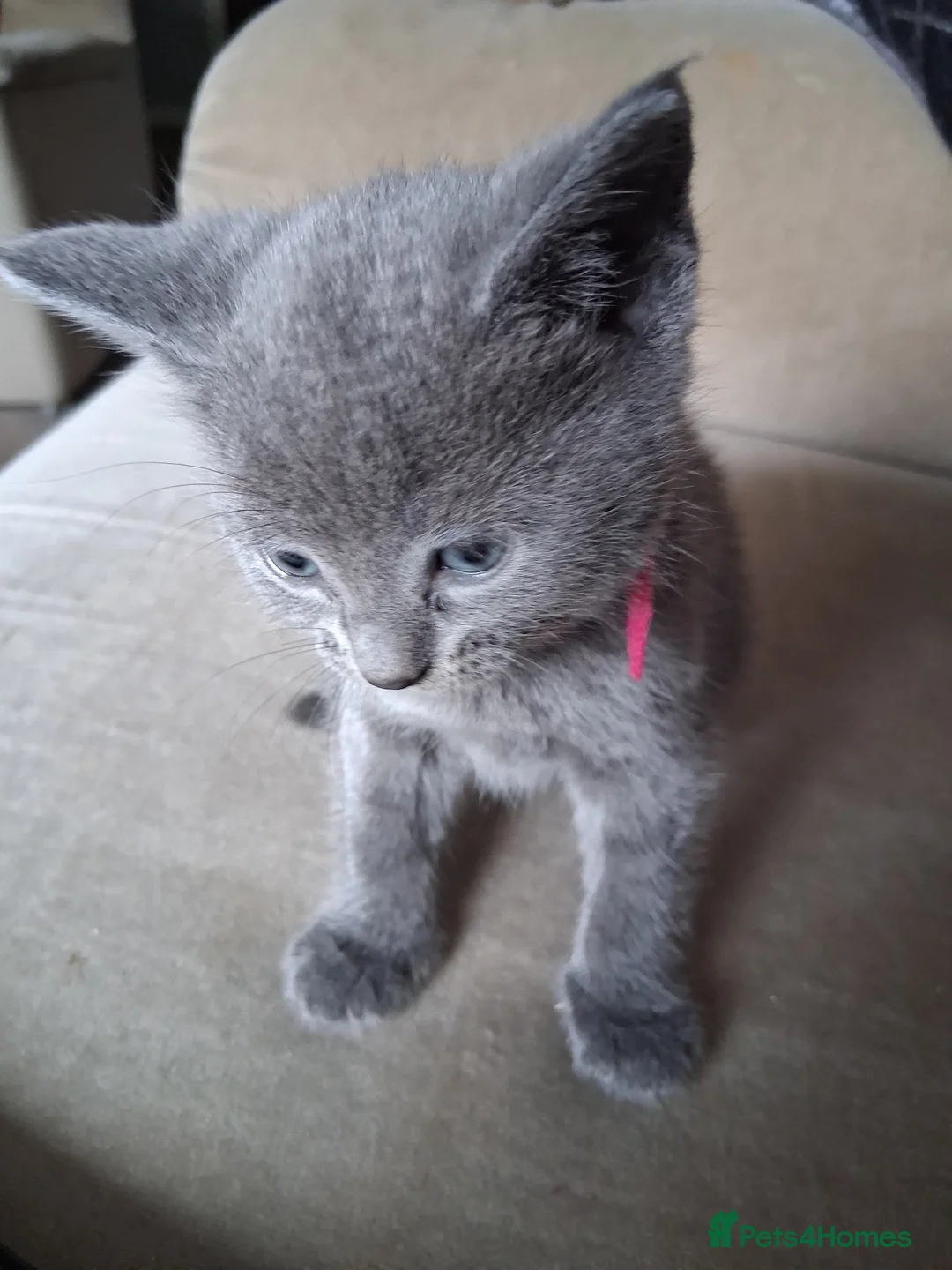 Mixed Breed cats for sale: Female  - Advert 2