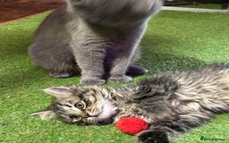 Mixed Breed cats for sale: Kitten for sale, mixed race, Scottish fold mother  - Image 2