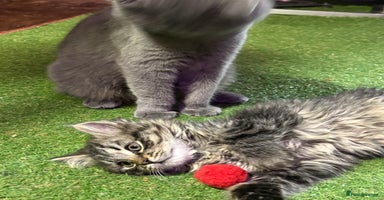 Mixed Breed cats - Advert 9