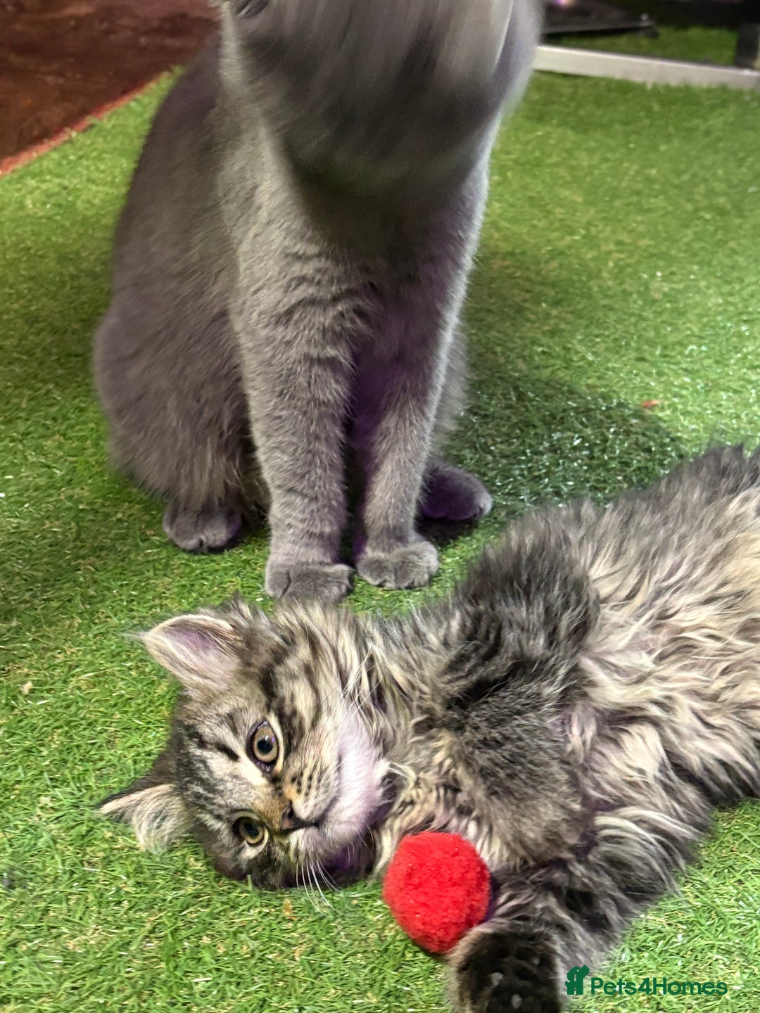 Mixed Breed cats for sale: Kitten for sale, mixed race, Scottish fold mother  - Image 2