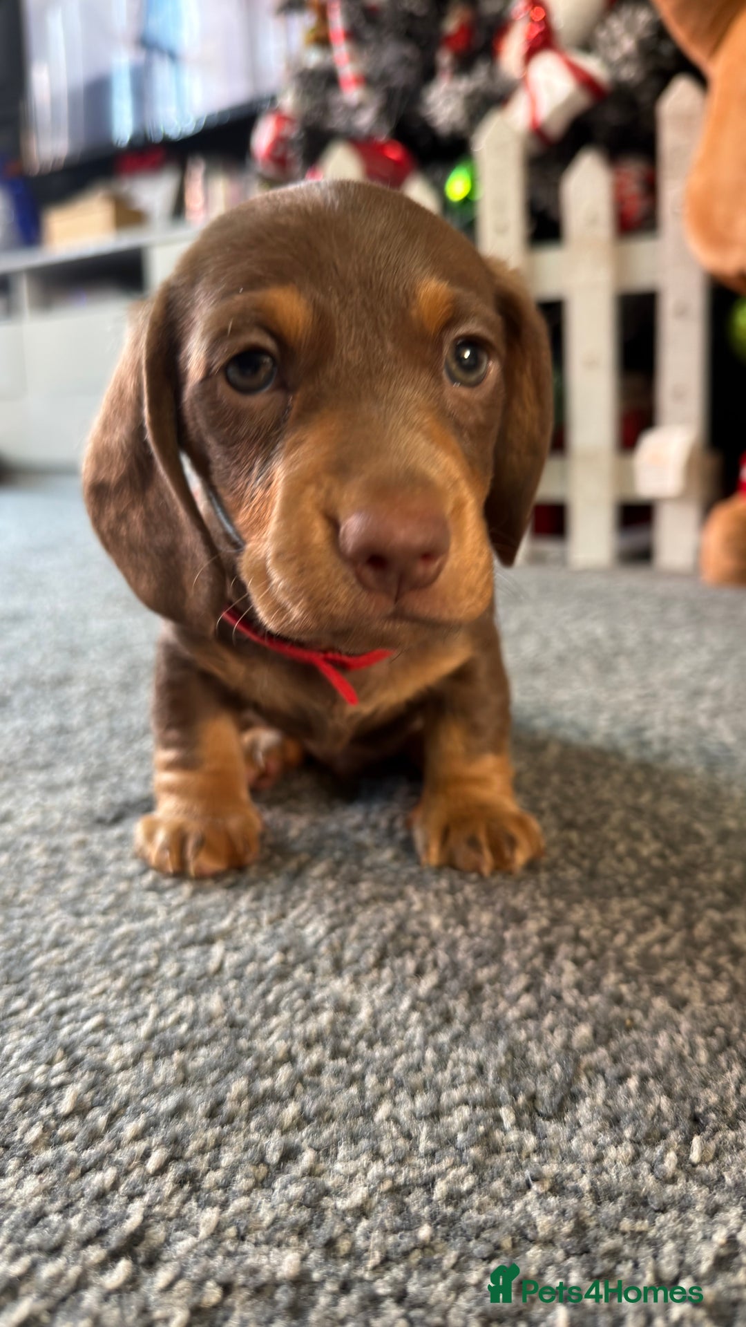 Miniature Dachshund dogs for sale: Miniature dachshund puppies  - Advert 9