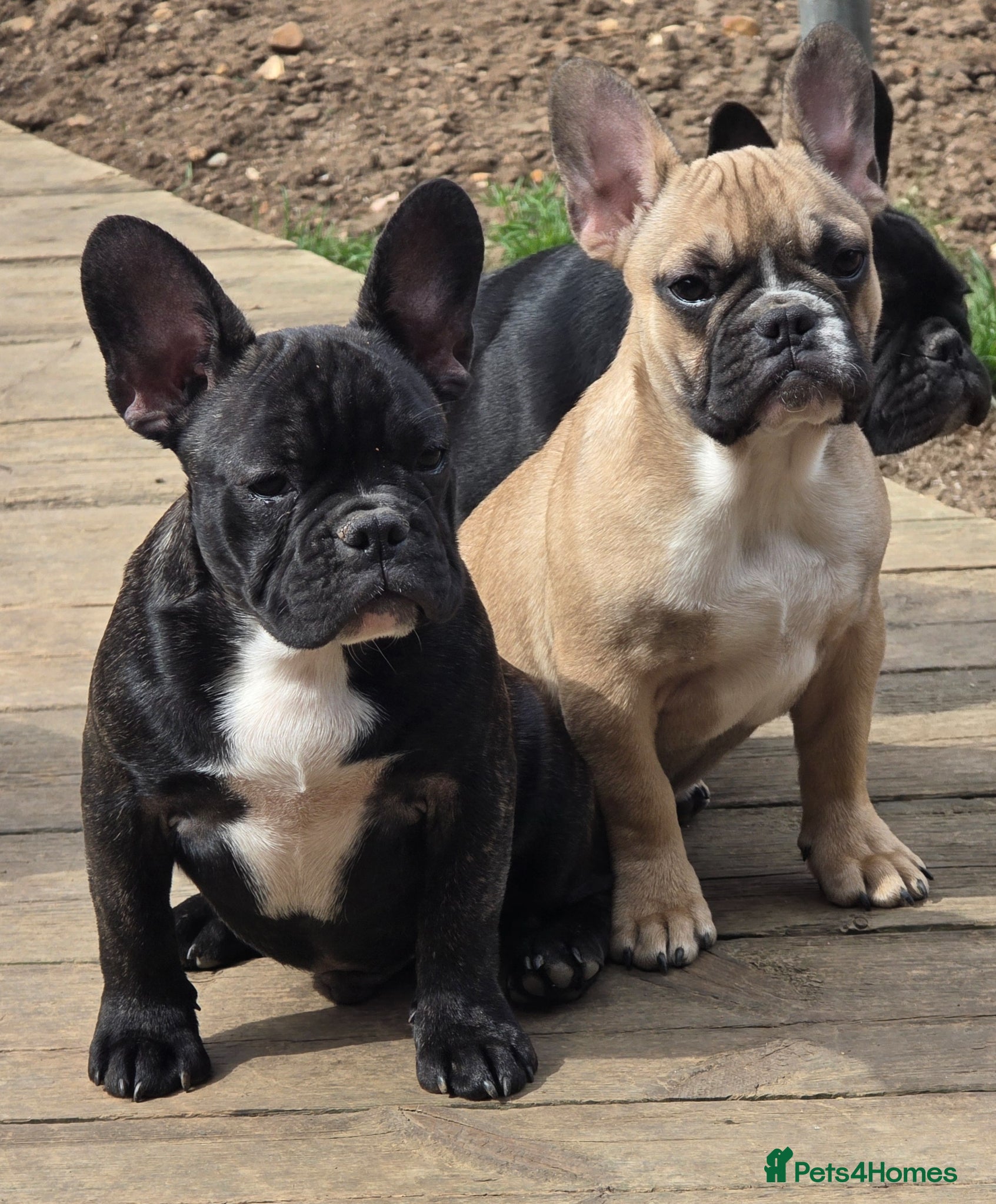 French Bulldog dogs Beautiful French bulldog 2 boys left - Advert 1
