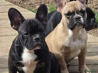 French Bulldog dogs Beautiful French bulldog 2 boys left - Advert 1