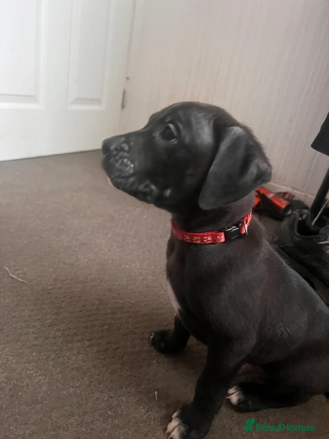 Mixed Breed dogs for sale: 8 Beautiful Mastiff x Staff x Black Mouth Cur Pups - Advert 15