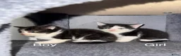 Mixed Breed cats for sale: 5 kittens, 3 male, 2 female  - Advert 9