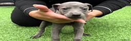 Whippet dogs for sale: Whipets Puppies - Advert 11