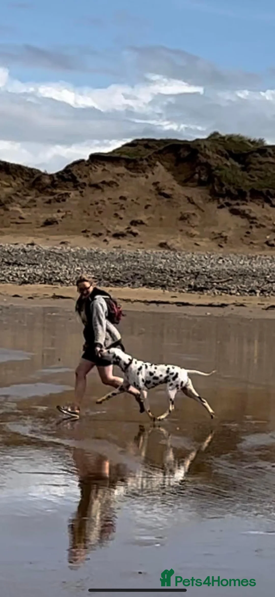 Dalmatian dogs for stud: Outstanding, health tested KC reg male| proven in Aberdare - Advert 13